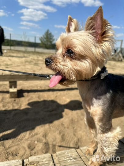 Йоркширский терьер Вязка