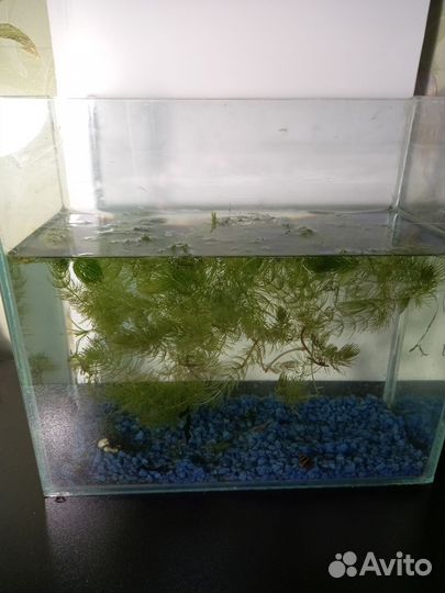Аквариум 8 л