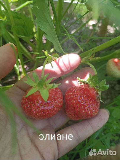 Саженцы клубники