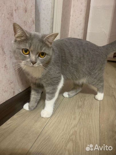 Кошки в добрые руки бесплатно