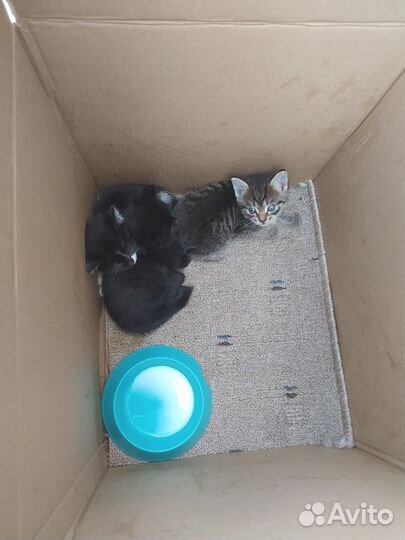 Котята ищут дом