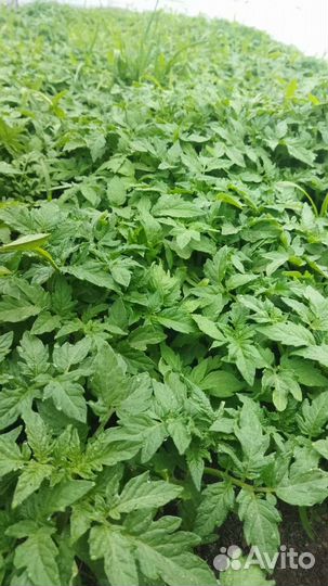 Рассада помидор