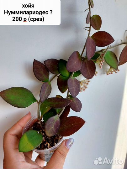 Хойя срезом (2 часть)