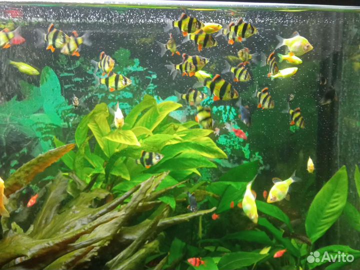 Аквариумные рыбы