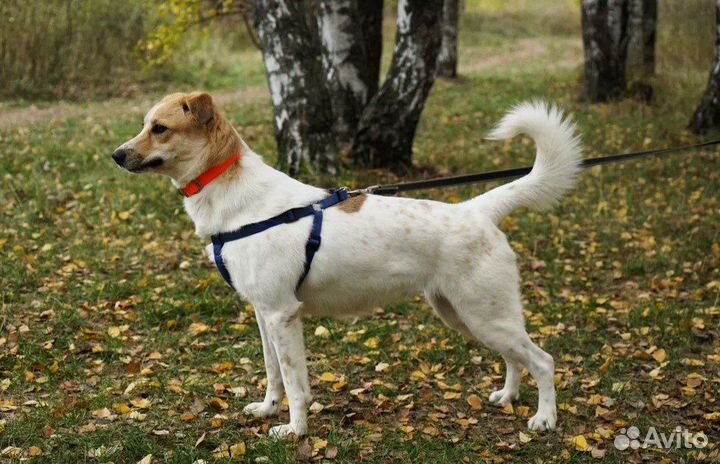 Собака Красавица из приюта