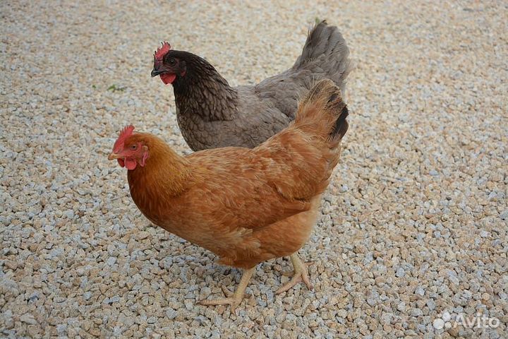 Куры несушки молодые