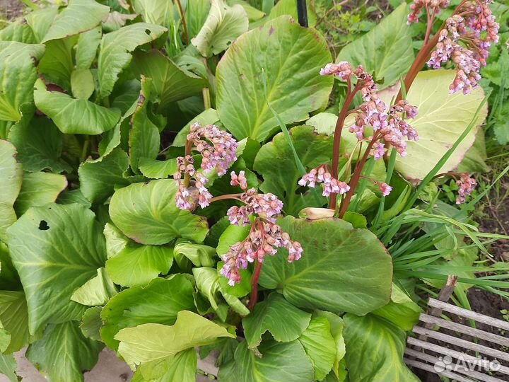 Саженцы хосты, бадана, декоративного лука-чеснока