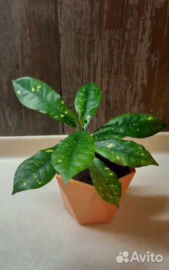 Аукуба японская (Золотое дерево) Рео