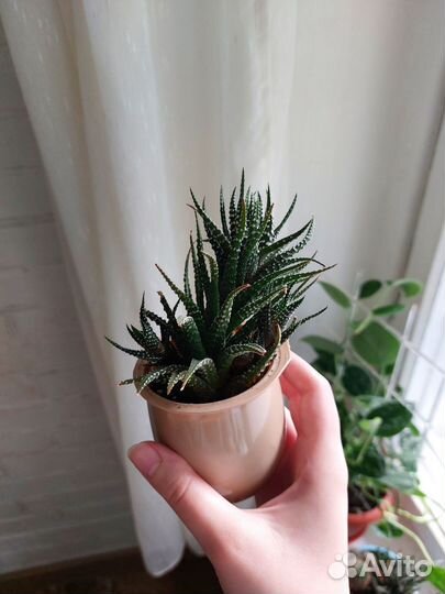 Суккуленты хавортия