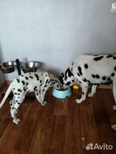 Далматинец щенок