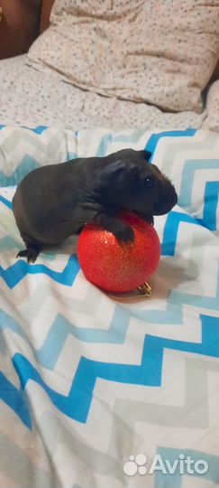 Скинни (Skinny)