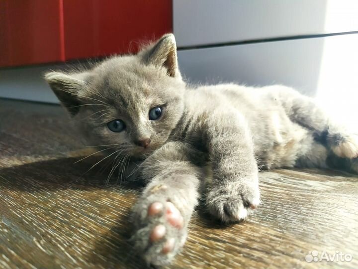 Продам котят, чисто кровные британцы