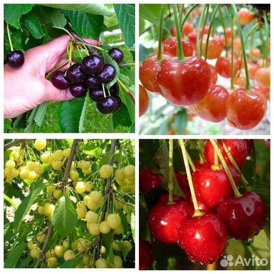 Черешня разные сорта зкс