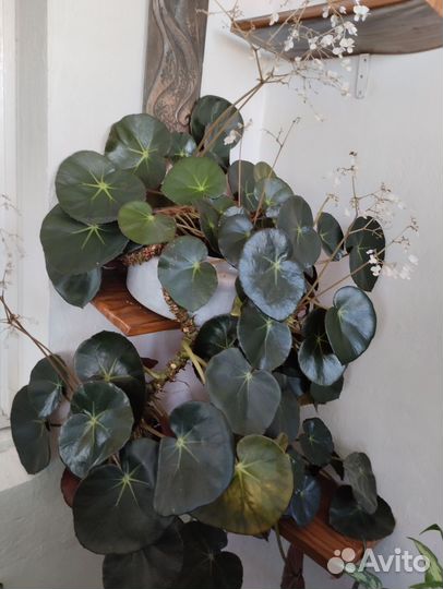 Фикус бенджамина большой