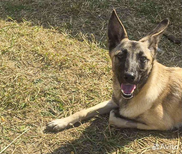 Найда - стерильная собачка девочка в дар