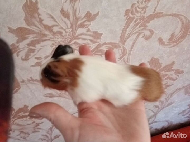 Морская свинка