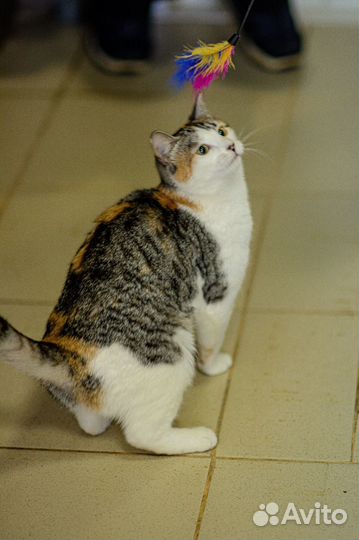 Активная кошечка Мила ищет дом