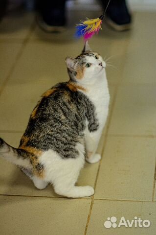 Активная кошечка Мила ищет дом