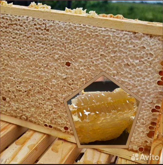 Мёд. Продукты пчеловодства