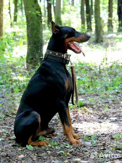 Дрессировка собак