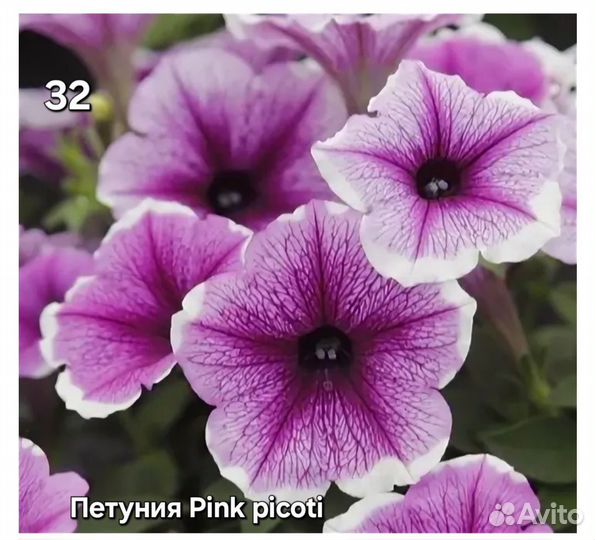 Вегетативная петуния маточники