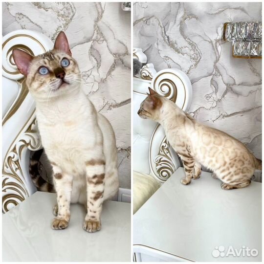 Вязка бенгальский кот снежный