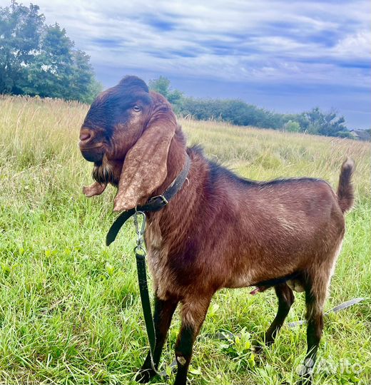 Козел на вязку нубо-каморик