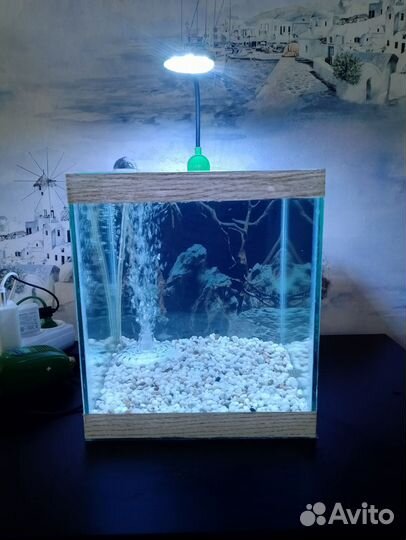 Аквариум со всем что внутри