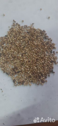 Семена сорго