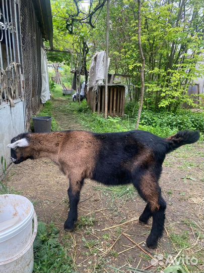 Козлики Нубокомори