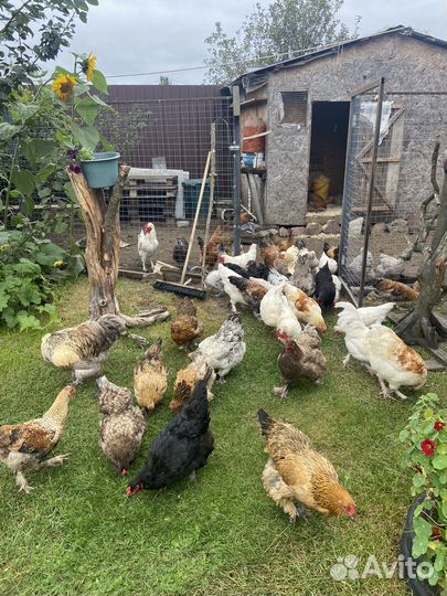 Петухи и куры
