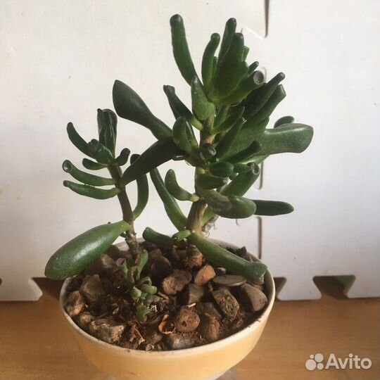 Красула толстянка бонсай