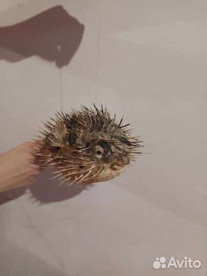 Морской ёж сувенир