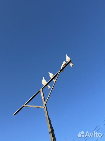 Голуби пермские гривуны