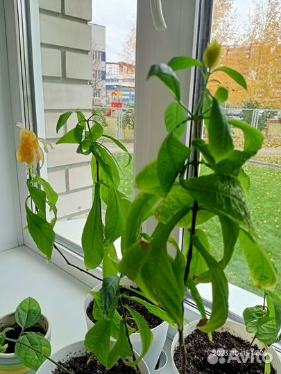 Пахистахис