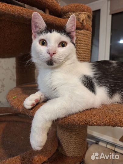 Котенок