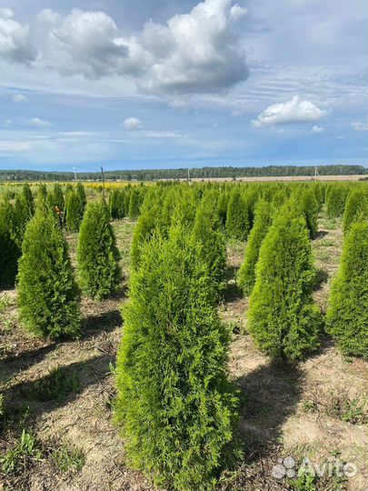 Туя Смарагд 140 см