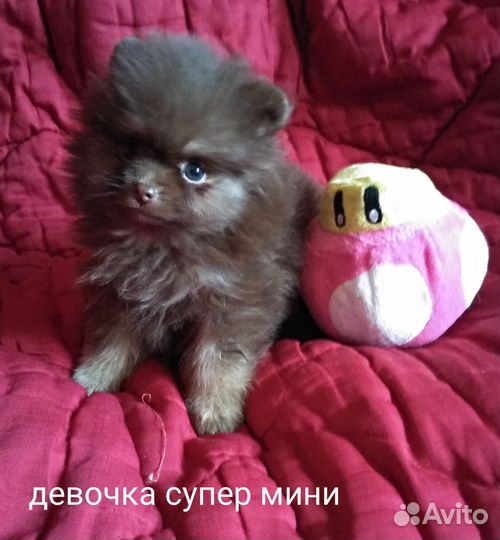 Щенки шоколадного померанского шпица медвежата