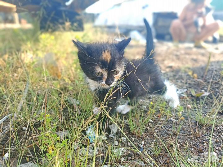 Кошка в дар