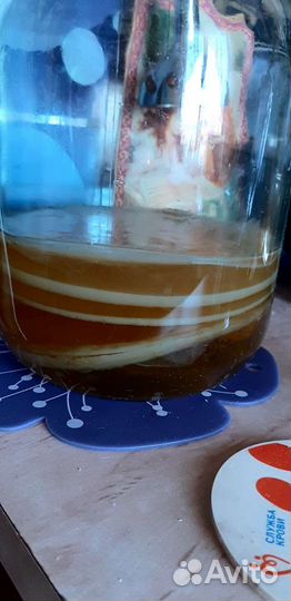 Чайный гриб