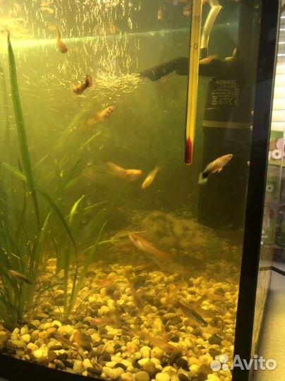Аквариумные рыбки гуппи