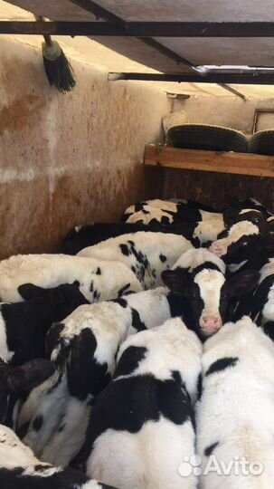 Бычки и телочки