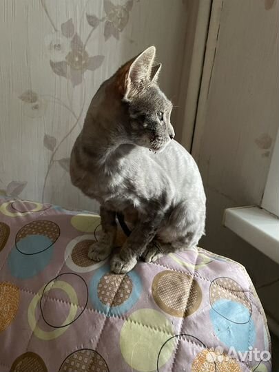 Кошечка даром