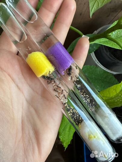 Муравьи messor structor, жнецы, матка муравьев