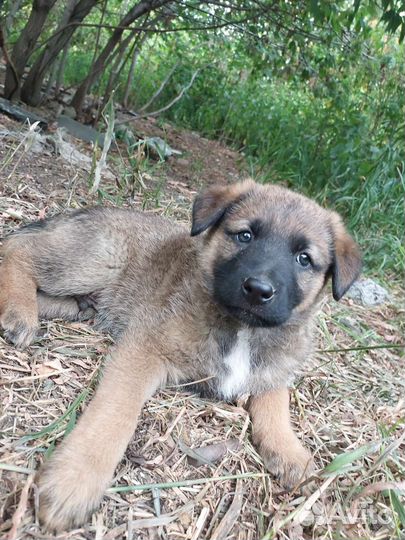 Собака в добрые руки отдам бесплатно