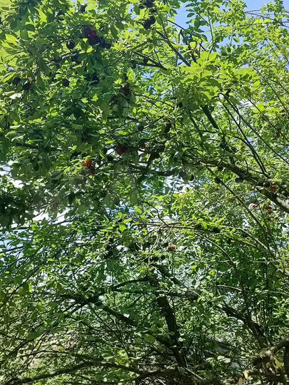 Дом 81,5 м² на участке 5 сот.