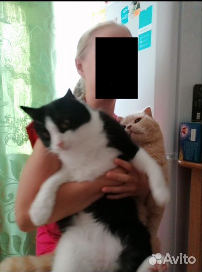 Отдам кота в добрые руки