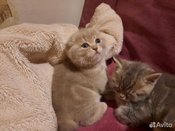 Шотландская