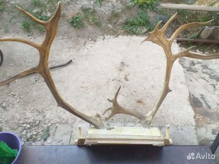 Продам рога лося