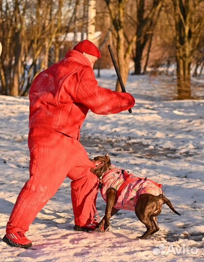 Дрессировка собак, защитный тренинг